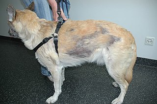 <span class="mw-page-title-main">Sebaceous adenitis</span> Skin disease