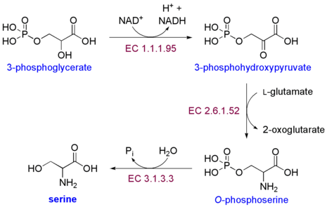 セリンの生合成