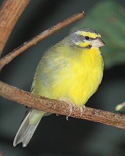 Yellow-fronted canary Species of bird