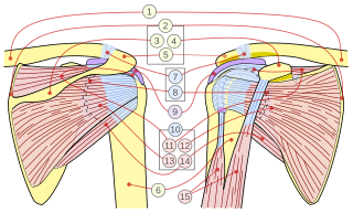 <span class="mw-page-title-main">Rotator cuff</span> Group of muscles