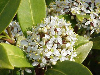 <i>Skimmia japonica</i> Species of flowering plant