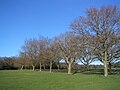 Image 19Trees on Southampton Common in winter (from Portal:Hampshire/Selected pictures)