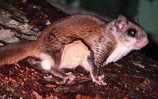 <span class="mw-page-title-main">Southern flying squirrel</span> Species of rodent