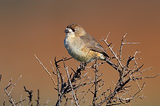 <span class="mw-page-title-main">Southern whiteface</span> Species of bird