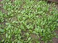 plants growing in glashouse