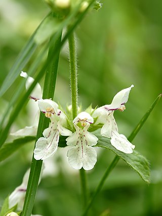 <i>Stachys annua</i> Species of plant in the genus Stachys