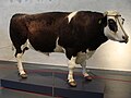 Bull Herman, the first non human mammal with human DNA and first genetically engineered animal.