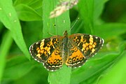 Phyciodes batesii (tawny crescent) Adult, dorsal view.