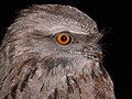 * Nomination: Tawny Frogmouth 3 --Benjamint444 09:27, 22 April 2007 (UTC) * * Review needed