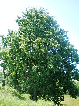 Mažalapė liepa (Tilia cordata)