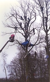 Eviction of treehouse