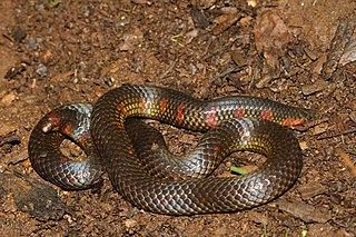 <span class="mw-page-title-main">Uropeltoidea</span> Superfamily of snakes