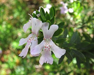 <i>Westringia glabra</i> Species of shrub