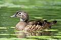 97 Wood duck female (73468).jpg/2 uploaded by Rhododendrites, nominated by Rhododendrites,  13,  0,  1