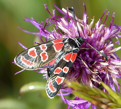 Slika:Zygaena carniolica (16456348145).jpg