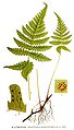 Dryopteris phegopteris (L.) C. Chr.