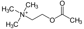 Acetylcholine Organic chemical and neurotransmitter