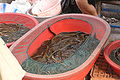 Yellow eels in Market