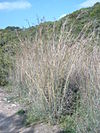 Andropogon distachyos.jpg