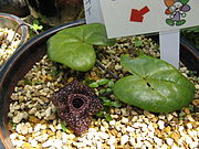 Asarum yakusimense