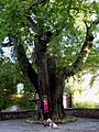 Grand micocoulier planté en 1560 devant l’église de Fox-Amphoux dans le Haut-Var Verdon.