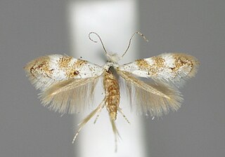 <i>Bucculatrix frangutella</i> Species of moth in genus Bucculatrix