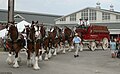 Annheuser-Busch Budweiser beer delivery wagon, USA