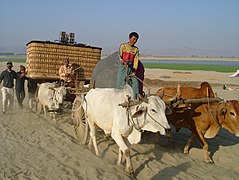 Ochsenwagen, Myanmar, 2014