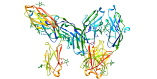 <span class="mw-page-title-main">CD33</span> Mammalian protein found in Homo sapiens