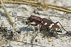 Cicindela hybrida (Dünen-Sandlaufkäfer) [D]