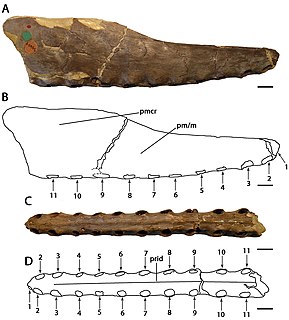 <i>Cimoliopterus</i> Genus of pteranodontoid pterosaur from the Cretaceous period