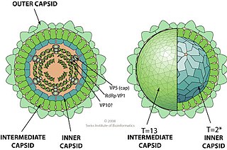 <i>Coltivirus</i> Genus of viruses