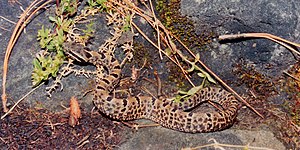 Tamaulipan Rock Rattlesnake (Crotalus morulus), El Cielo Biosphere Reserve, Tamaulipas, Mexico (27 May 2005).