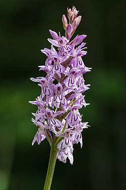 Dactylorhiza (nominated)