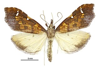 <span class="mw-page-title-main">Udeini</span> Tribe of moths