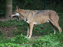 Loup gris commun (Canis lupus lupus)