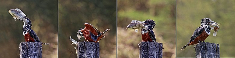 Giant kingfisher with tilapia Lake Naivasha