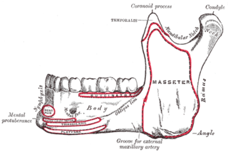 <span class="mw-page-title-main">Mental protuberance</span>