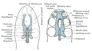 <span class="mw-page-title-main">Trabecular cartilage</span> Embryonic cartilage type