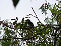 Zügelliest Blue-breasted Kingfisher