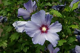 Althéa (Hibiscus syriacus), cultivar