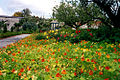 Nasturzi in fiore a Kilkenny, Irlanda