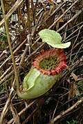 Nepenthes × alisaputrana