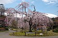小石川後楽園 Koishikawa Kōrakuen Garden