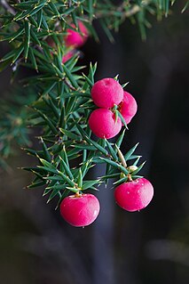 Ericaceae The heather family of flowering plants