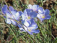 Linum lewisii