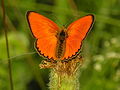 1. Aranyos tűzlepke (Lycaena virgaureae) (javítás)/(csere)