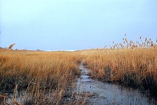 <span class="mw-page-title-main">Marsh</span> Low-lying and seasonally waterlogged land