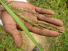 From Chhattisgarh