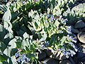 Sævarrossatunga (Mertensia maritima)